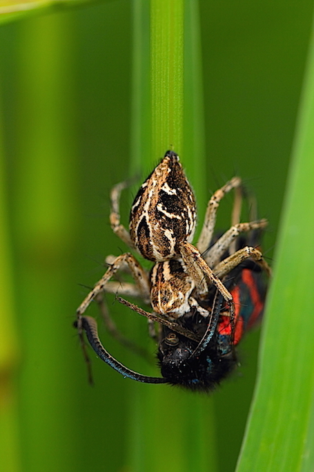 Predatori di farfalle